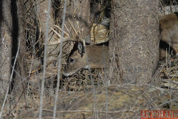 Raymond Hoverson’s Over the Hill Kansas Buck Deer