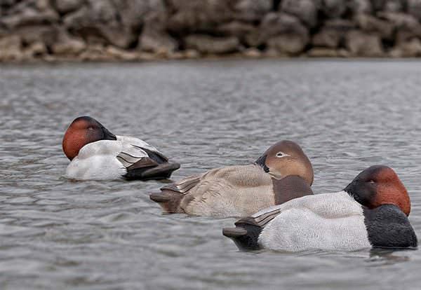 Avian-X’s NEW Topflight Canvasback/Redhead Sleeper Pack