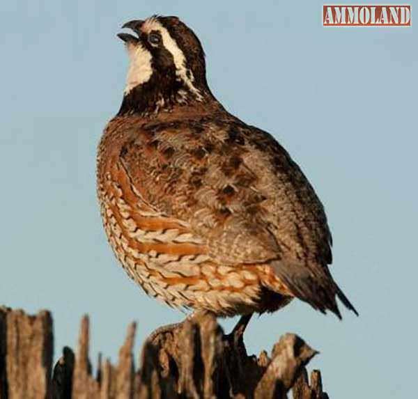 Supporting habitat initiatives, promoting conservation education defines new volunteers