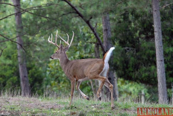 Whitetail Deer