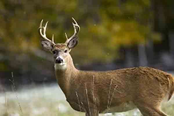 Special deer hunt ends; CWD found in 1 more deer