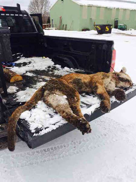 This cougar shown was dumped alongside a roadway in Dickinson County earlier this year. This is one of two male cougars the Michigan Department of Natural Resources sampled tissue from for genetic analysis.