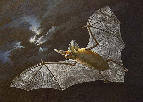 Pallid bat painting