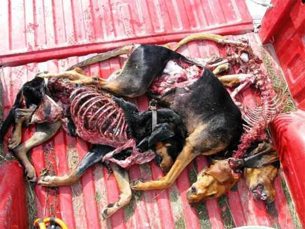 Pet Dogs Killed by Wolf Packs