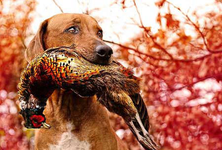 Pheasant Hunting Bird Dog