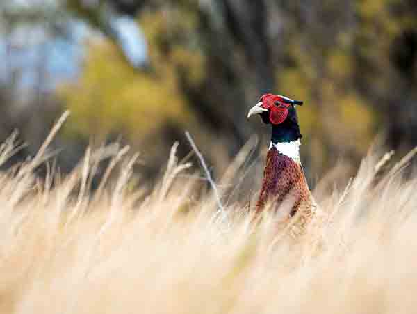 This season might be the perfect season to hunt pheasants in Utah. Thousands of pheasants will be released on public hunting areas before the hunt opens on Nov. 5. Photo by Steve Gray