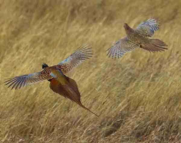 Photo Credit: Craig Armstrong, Pheasants Forever Life Member