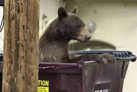 Bear in a New Mexico dumpster. 