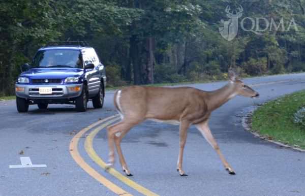 QDMA deer