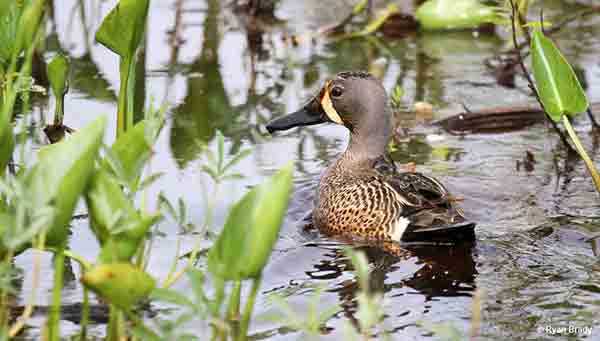 November's Bird of the Month is the Blue-winged Teal (Anas discors).