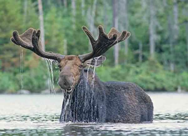 Moose