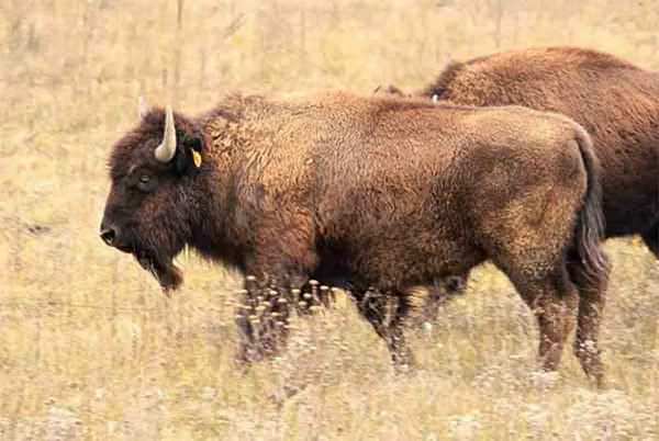 The first breeding bull has arrived at Minneopa State Park near Mankato, bringing to 15 the number of bison at the park.