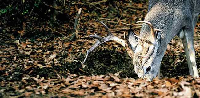 NEW RACK-UP TROPHY CLASS LIQUID IS EVOLVED HABITATS' MOST CONCENTRATED MINERAL PRODUCT EVER