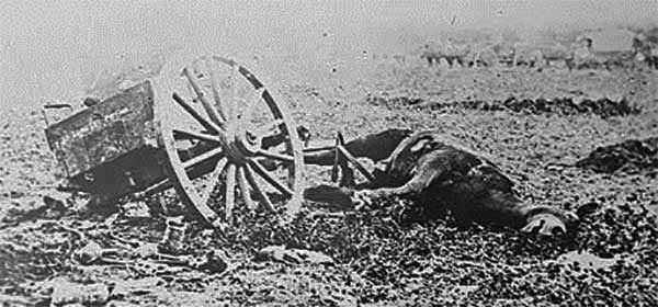 Civil War Dead Horses
