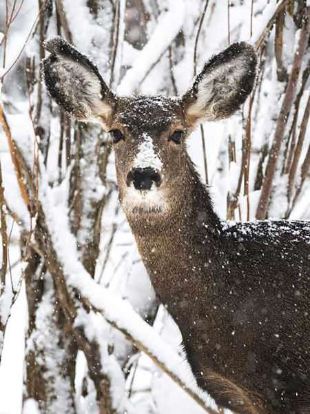 DWR officers will be giving areas where mule deer congregate in the winter some special attention to protect the deer from poachers.