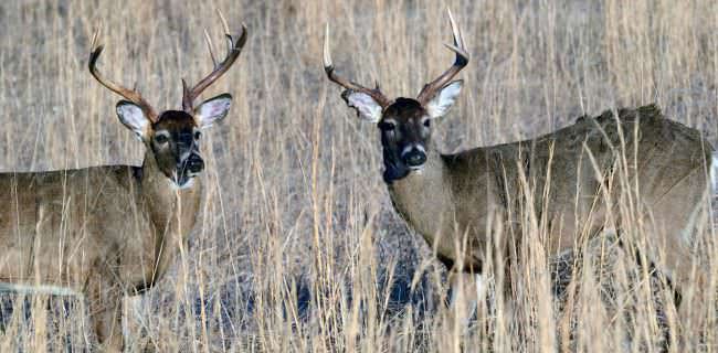 Deer