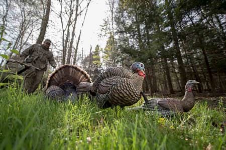 Avian-X LCD 1/2 Strut Jake Turkey Decoy