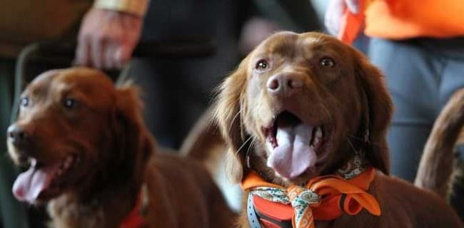 Annual Bird Dog Parade Kicks off Pheasant Fest