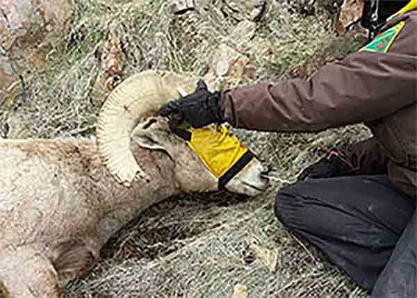 ODFW steps up disease monitoring in California bighorn sheep