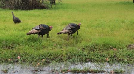 California Turkeys