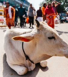 India: Varanasi Street Cow Sacred Cows