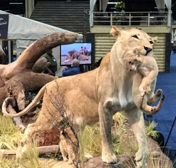 Lioness Cares For Her Cubs