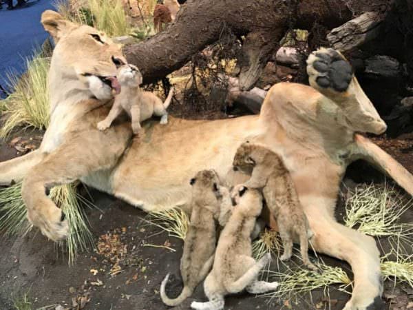 Lioness With Her Cubs