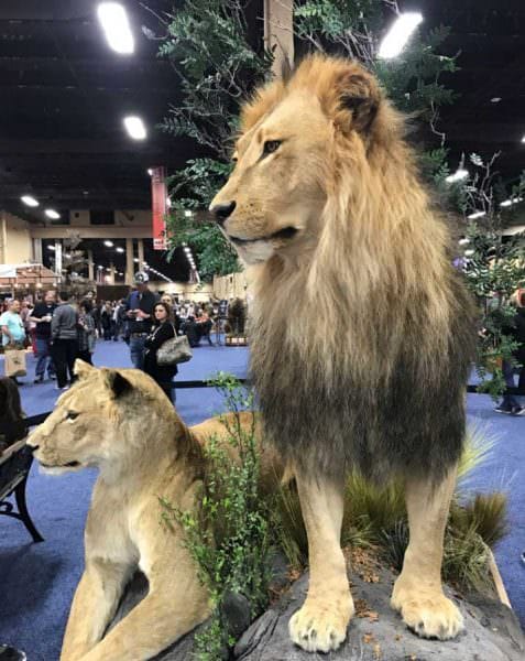 Monarch Taxidermy Lions