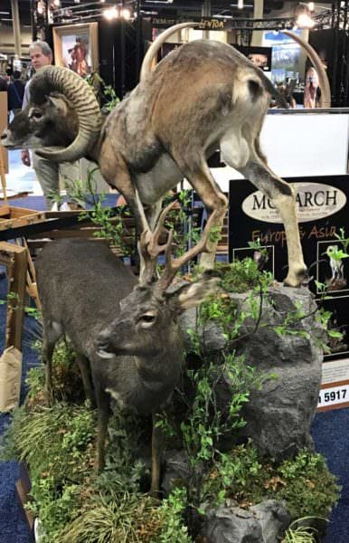 Montana Taxidermy 