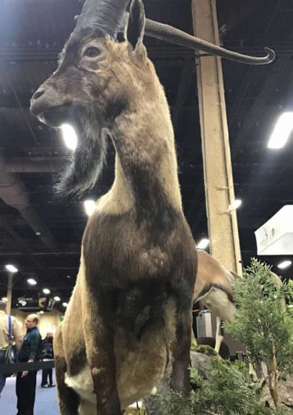 Monarch Taxidermy Big Horn Sheep