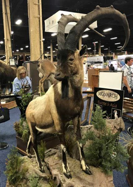 Monarch Taxidermy Big Horn Sheep