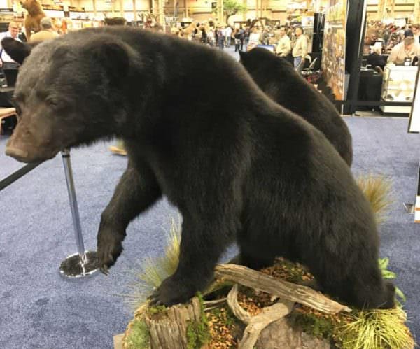 Monarch Taxidermy Black Bear