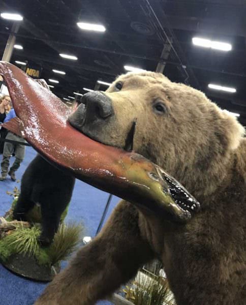 Monarch Taxidermy Grizzly Bear