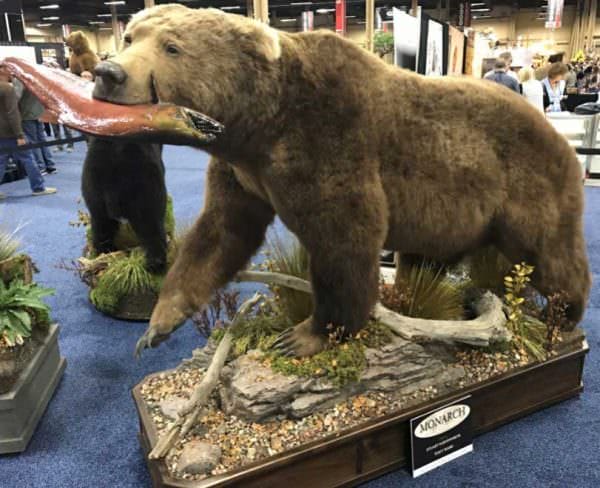 Monarch Taxidermy Grizzly Bear