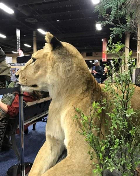 Monarch Taxidermy Lioness