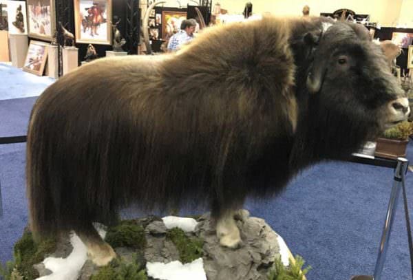 Monarch Taxidermy Musk Ox