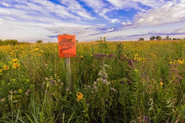 Pheasants Forever