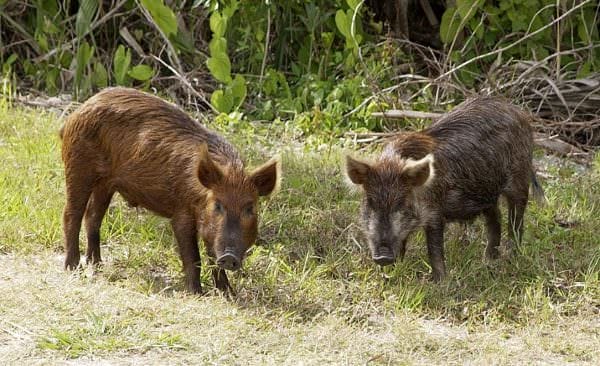 Texas Feral Hogs