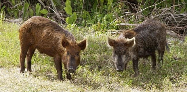 Texas Feral Hogs