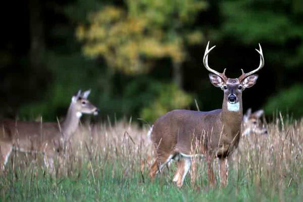 Tests confirm spread of CWD to Lancaster County