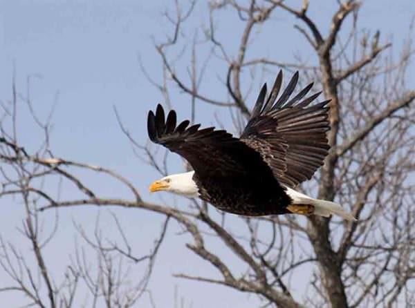 Spring migration 1-2 weeks ahead of historical dates