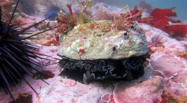 California Abalone Managment