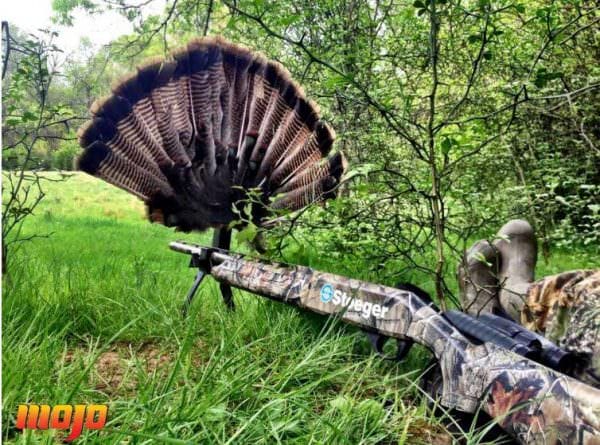 Mojo TV Turkey Decoy