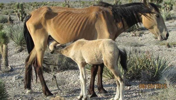 Wild Horse Emergency Gather - Cold Creek HMA in Nevada 2015