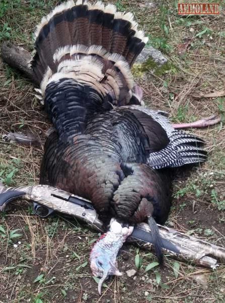 Sam Hoober's 2017 Tom Turkey taken with the TriStar Viper Max Shotgun