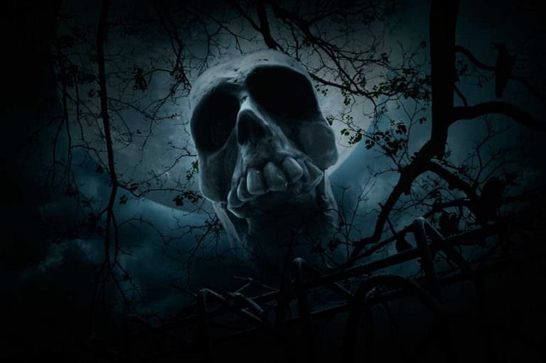 Over dead. Лес ворон Луна череп кости. Фото человеческих черепов на заборе.