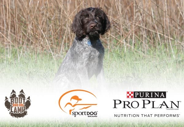 Pheasants Forever Bird Dog Boot Camp