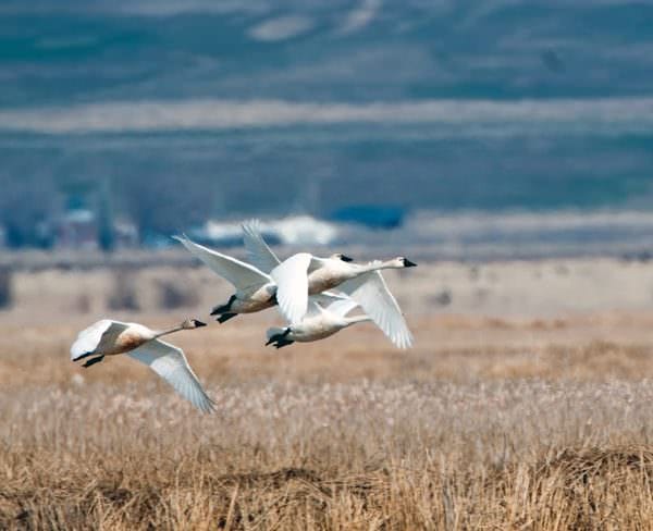 Utah Goose