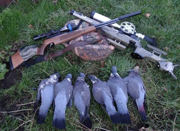 Dove Hunting with Air Rifles