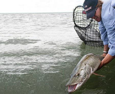 Pete Maina uses fluorocarbon leaders for muskie, not just for stealth, but because it’s better on the fish.